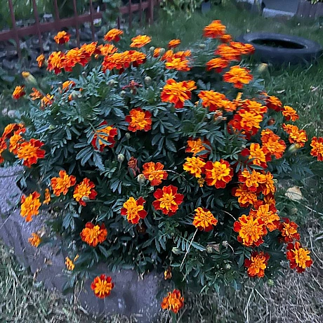 Куточок творчості АлРін на weua.dev