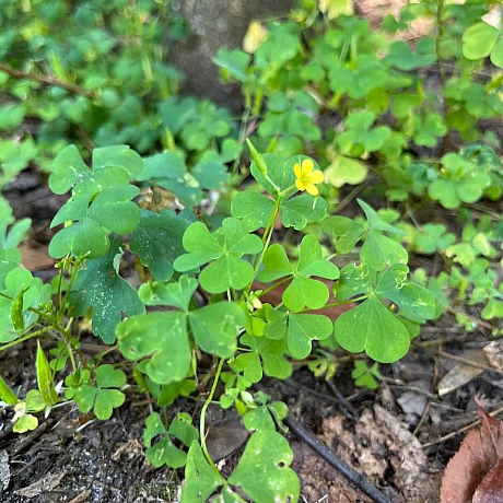 Куточок творчості АлРін на weua.dev