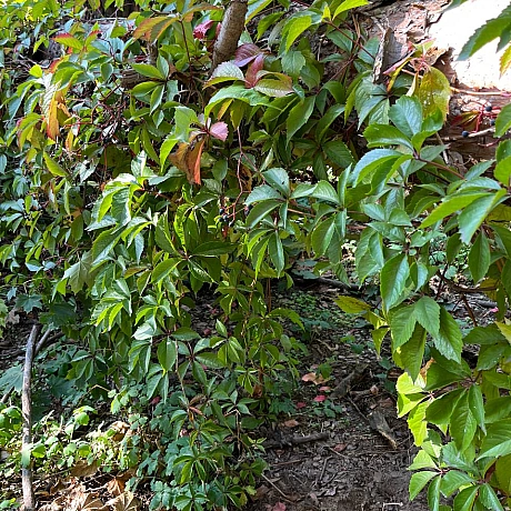 Куточок творчості АлРін на weua.dev