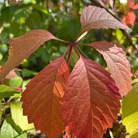 Куточок творчості АлРін на weua.dev