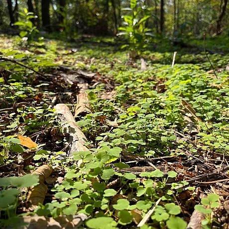 Куточок творчості АлРін на weua.dev