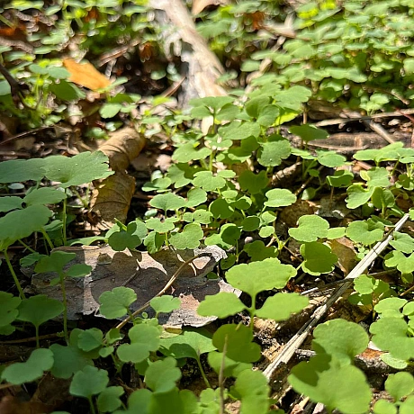 Куточок творчості АлРін на weua.dev