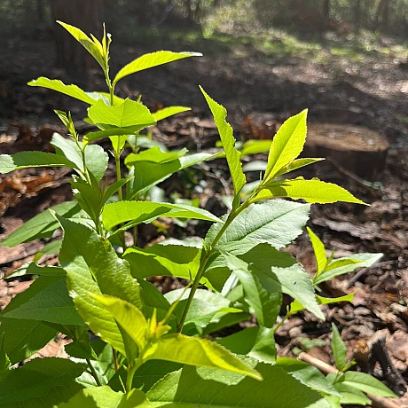 Куточок творчості АлРін на weua.dev