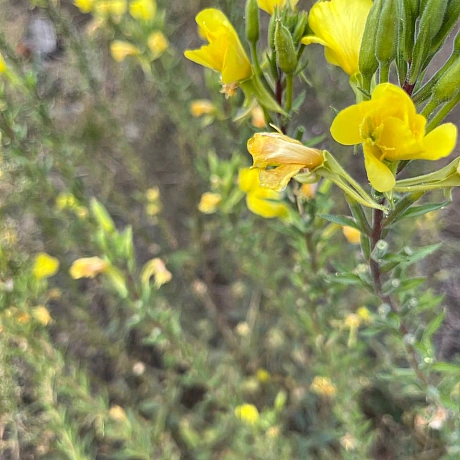 Куточок творчості АлРін на weua.dev