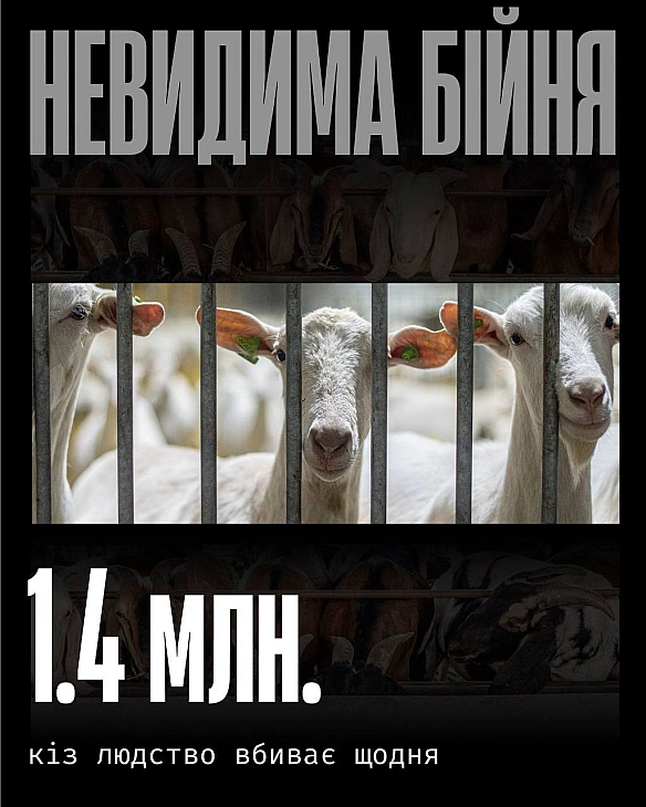 Кіз експлуатують у кількох індустріях — м’ясній, молочній та шкіряній. Але в усіх випадках їхнє життя завершується однаково — на... - Кожна тварина on we.ua