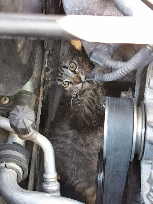 🚗Киян закликають перевіряти авто перед початком руху, аби убезпечити тварин від нещасних випадківАдже у період похолодання тва... - КМДА – офіційний канал on we.ua