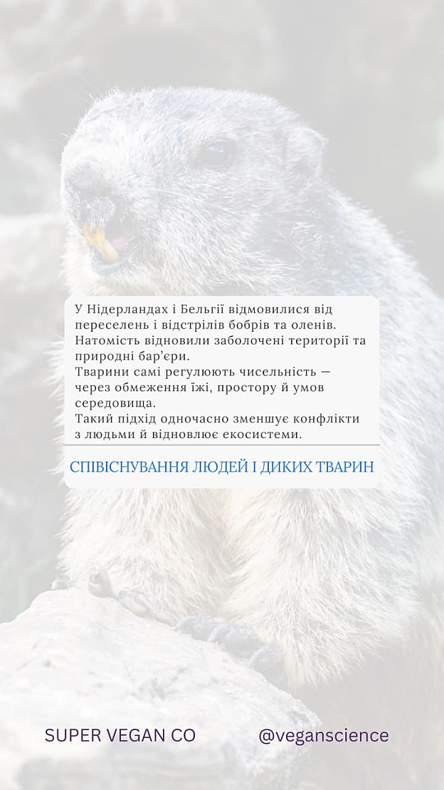 Вакцинація дикої фауни (ORV) та програми TAVR/TNR (Відлов-Стерилізація-Вакцинація-Повернення) є стабільнішими та етичнішими, ніж... - 🚀 Веганка: наука та інновації on we.ua