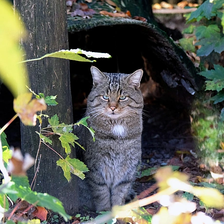 🐾Цього вікенду для котячих мешканців КиївЗоо проведуть показові збагачення середовищаТож відвідувачі зможуть із задоволенням с... - КМДА – офіційний канал on we.ua