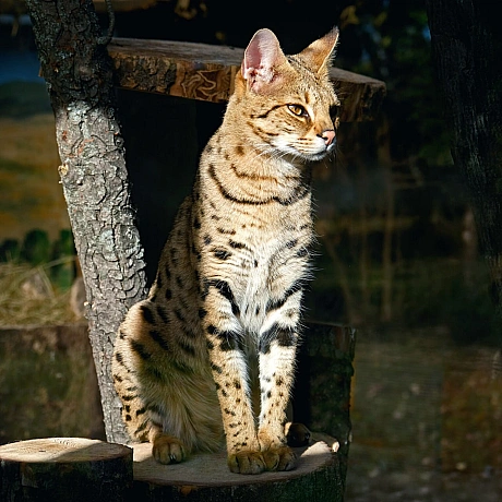 🐾Цього вікенду для котячих мешканців КиївЗоо проведуть показові збагачення середовищаТож відвідувачі зможуть із задоволенням с... - КМДА – офіційний канал on we.ua