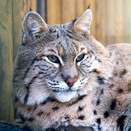 🐾Цього вікенду для котячих мешканців КиївЗоо проведуть показові збагачення середовищаТож відвідувачі зможуть із задоволенням с... - КМДА – офіційний канал on we.ua