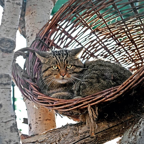 🐾Цього вікенду для котячих мешканців КиївЗоо проведуть показові збагачення середовищаТож відвідувачі зможуть із задоволенням с... - КМДА – офіційний канал on we.ua