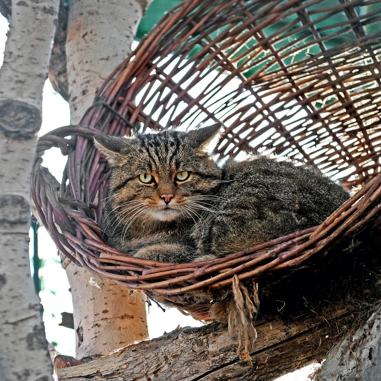 🐾Цього вікенду для котячих мешканців КиївЗоо проведуть показові збагачення середовищаТож відвідувачі зможуть із задоволенням с... - КМДА – офіційний канал on we.ua