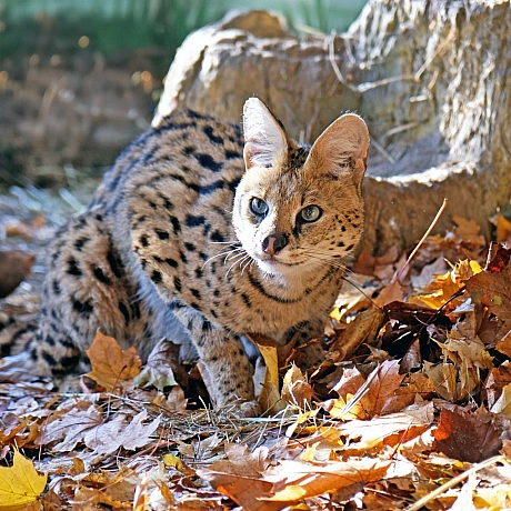 🐾Цього вікенду для котячих мешканців КиївЗоо проведуть показові збагачення середовищаТож відвідувачі зможуть із задоволенням с... - КМДА – офіційний канал on we.ua