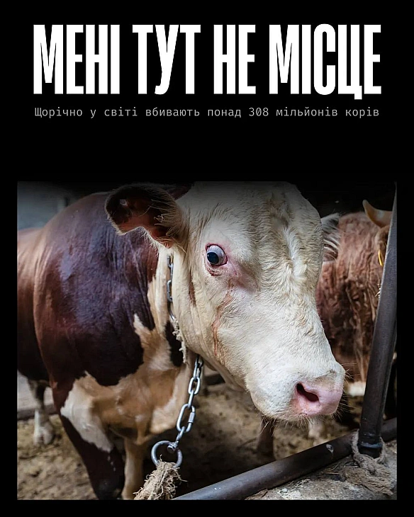 Корови — розумні, чутливі та допитливі тварини.Вони запам’ятовують обличчя, формують дружні зв’язки, відчувають страх і прив’я... - Кожна тварина на we.ua