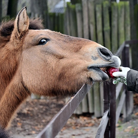 🍎🐴У КиївЗоо в День святого Миколая пройдуть показові частування копитнихТак, 6–7 грудня яблуками хрумкатимуть:💚альпаки – о 12... - КМДА – офіційний канал on we.ua