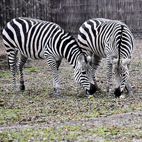 🍎🐴У КиївЗоо в День святого Миколая пройдуть показові частування копитнихТак, 6–7 грудня яблуками хрумкатимуть:💚альпаки – о 12... - КМДА – офіційний канал on we.ua