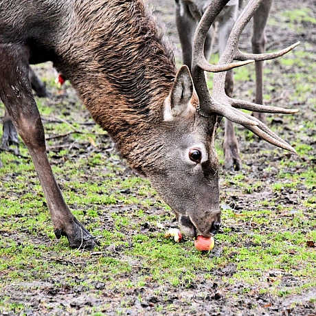 🍎🐴У КиївЗоо в День святого Миколая пройдуть показові частування копитнихТак, 6–7 грудня яблуками хрумкатимуть:💚альпаки – о 12... - КМДА – офіційний канал on we.ua