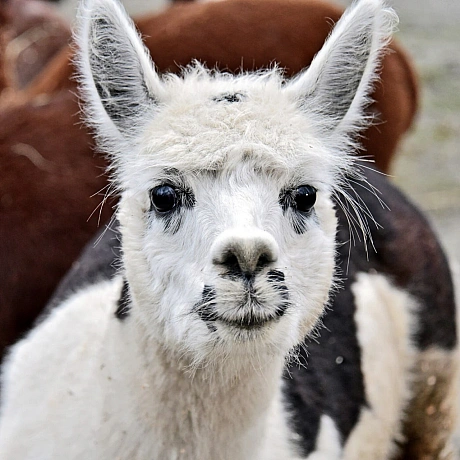 🍎🐴У КиївЗоо в День святого Миколая пройдуть показові частування копитнихТак, 6–7 грудня яблуками хрумкатимуть:💚альпаки – о 12... - КМДА – офіційний канал on we.ua