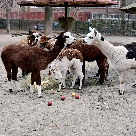 🍎🐴У КиївЗоо в День святого Миколая пройдуть показові частування копитнихТак, 6–7 грудня яблуками хрумкатимуть:💚альпаки – о 12... - КМДА – офіційний канал on we.ua