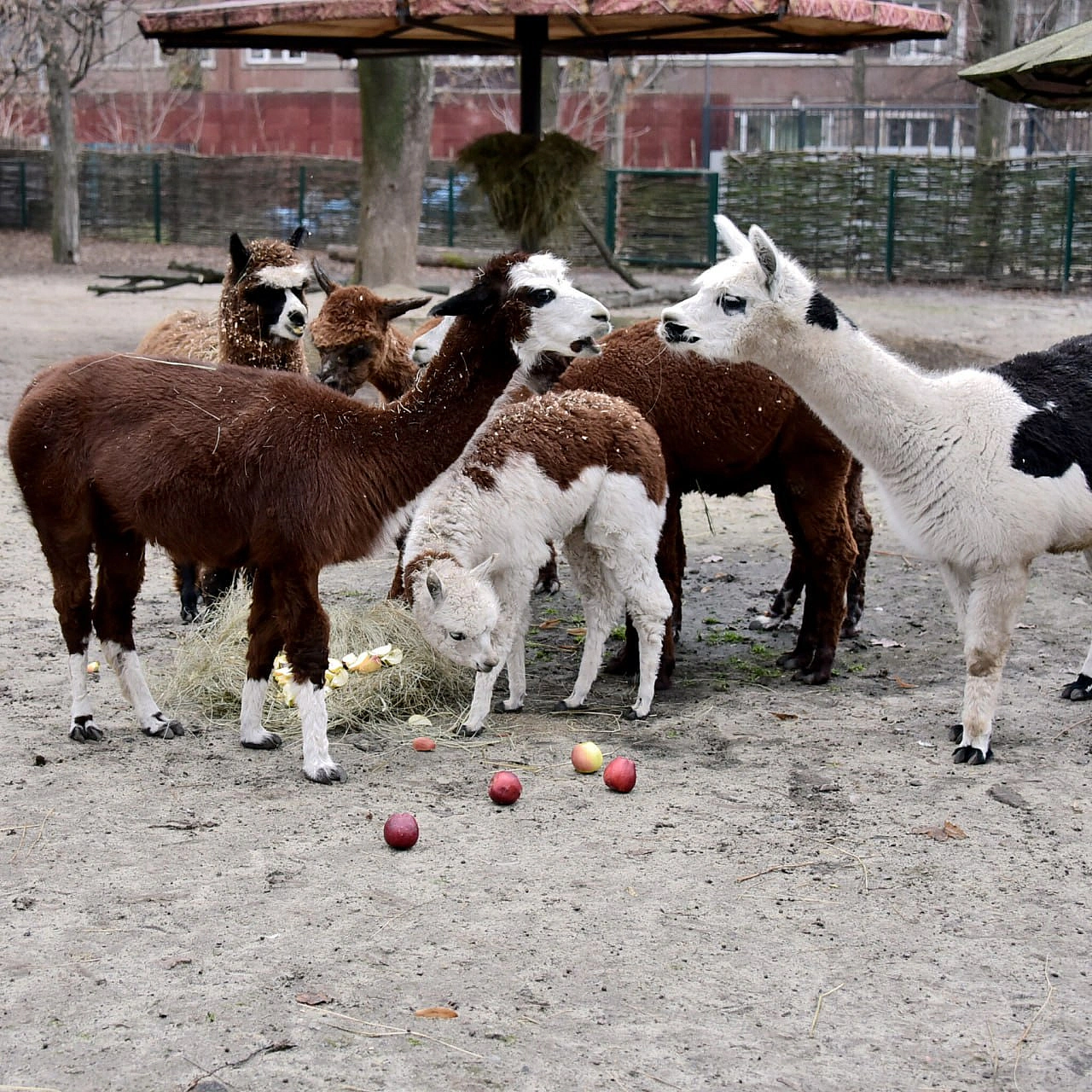 🍎🐴У КиївЗоо в День святого Миколая пройдуть показові частування копитнихТак, 6–7 грудня яблуками хрумкатимуть:💚альпаки – о 12... - КМДА – офіційний канал on we.ua