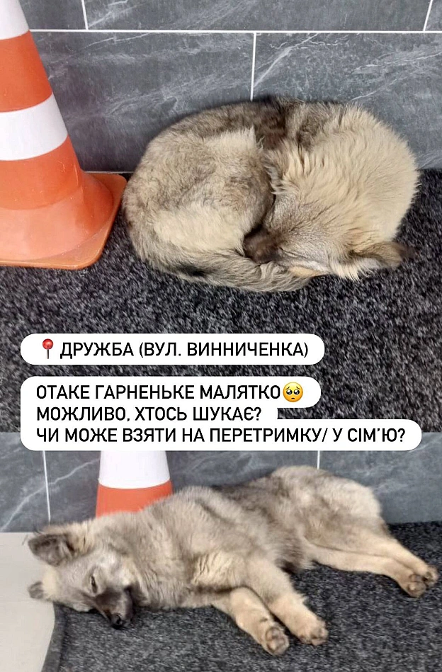 🌱 Веганський Тернопіль на we.ua
