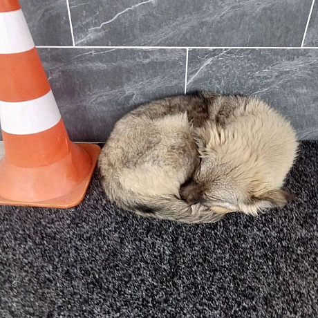 🌱 Веганський Тернопіль on we.ua