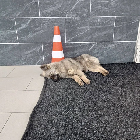 🌱 Веганський Тернопіль on we.ua