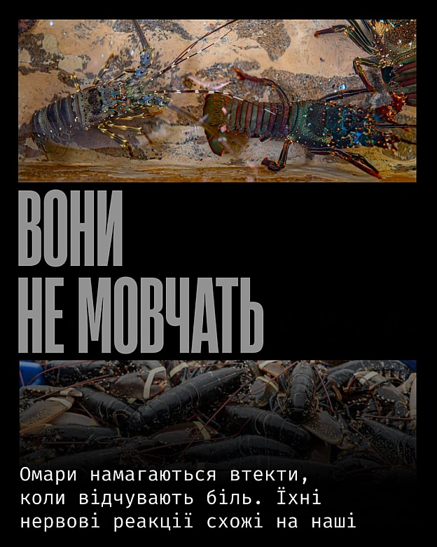 Омари — значно складніші істоти, ніж їх зазвичай уявляють.Вони мають розвинену нервову систему, здатні відчувати біль, навчати... - Кожна тварина on we.ua