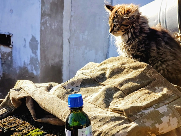 Це Юра і коти. Я навмисне пройшовся фотками і вибрав фото його особистого ретриту. Ретриру в умовах життя бойового медика, що з ... - GONI Memes на we.ua