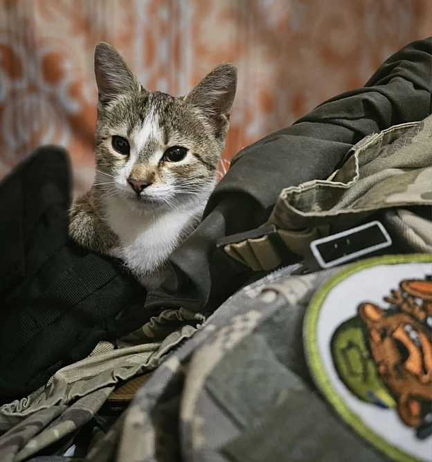 Це Юра і коти. Я навмисне пройшовся фотками і вибрав фото його особистого ретриту. Ретриру в умовах життя бойового медика, що з ... - GONI Memes на we.ua