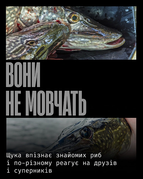 Щуки — складні й уважні хижаки з добре розвиненою нервовою системою. Вони здатні навчатися й запам’ятовувати: щуки впізнають т... - Кожна тварина on we.ua
