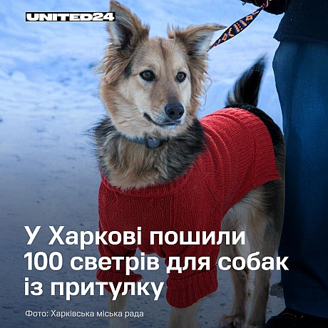 У Харкові тепло людських рук зігріває тих, хто не може попросити про допомогу.Працівники міського центру поводження з тваринам... - UNITED24 на we.ua