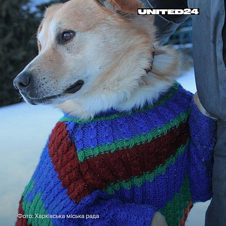 У Харкові тепло людських рук зігріває тих, хто не може попросити про допомогу.Працівники міського центру поводження з тваринам... - UNITED24 на we.ua