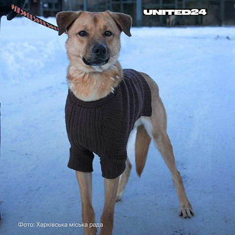 У Харкові тепло людських рук зігріває тих, хто не може попросити про допомогу.Працівники міського центру поводження з тваринам... - UNITED24 на we.ua