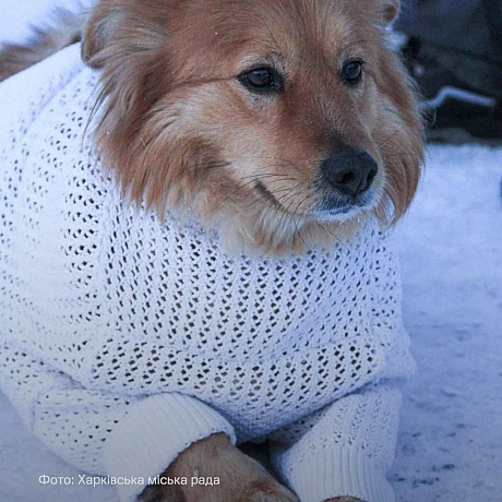 У Харкові тепло людських рук зігріває тих, хто не може попросити про допомогу.Працівники міського центру поводження з тваринам... - UNITED24 на we.ua