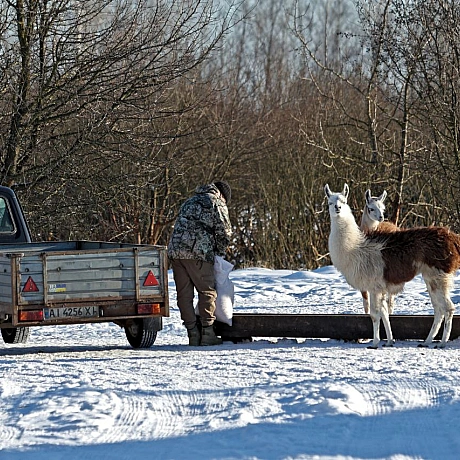 Мешканці Анд в умовах української зимиНизькі температури для лам є природною нормою, оскільки вони походять з високогір’я Анд.... - Репортер інформує on we.ua