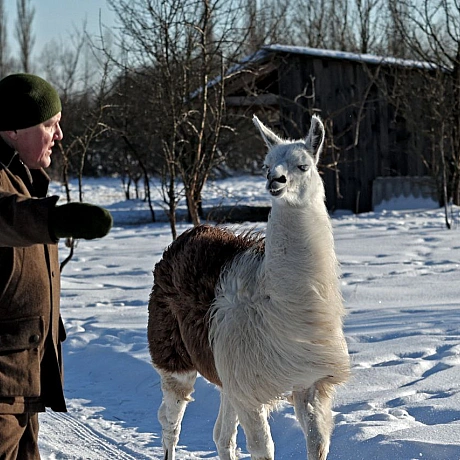 Мешканці Анд в умовах української зимиНизькі температури для лам є природною нормою, оскільки вони походять з високогір’я Анд.... - Репортер інформує on we.ua
