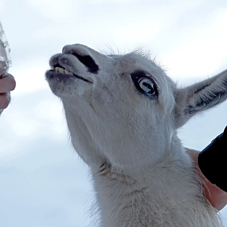 Мешканці Анд в умовах української зимиНизькі температури для лам є природною нормою, оскільки вони походять з високогір’я Анд.... - Репортер інформує on we.ua