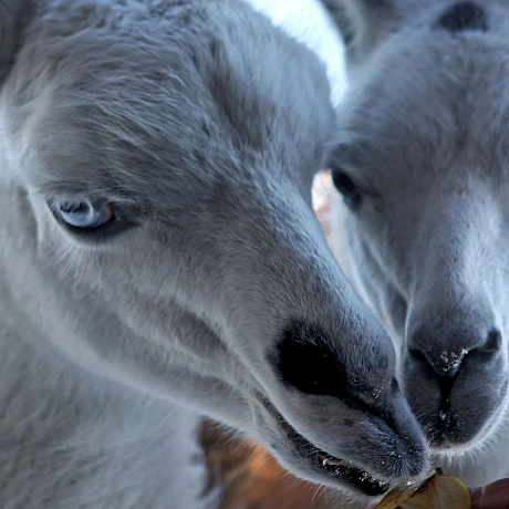 Мешканці Анд в умовах української зимиНизькі температури для лам є природною нормою, оскільки вони походять з високогір’я Анд.... - Репортер інформує on we.ua