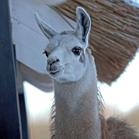 Мешканці Анд в умовах української зимиНизькі температури для лам є природною нормою, оскільки вони походять з високогір’я Анд.... - Репортер інформує on we.ua