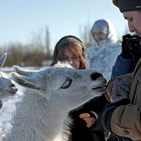 Мешканці Анд в умовах української зимиНизькі температури для лам є природною нормою, оскільки вони походять з високогір’я Анд.... - Репортер інформує on we.ua