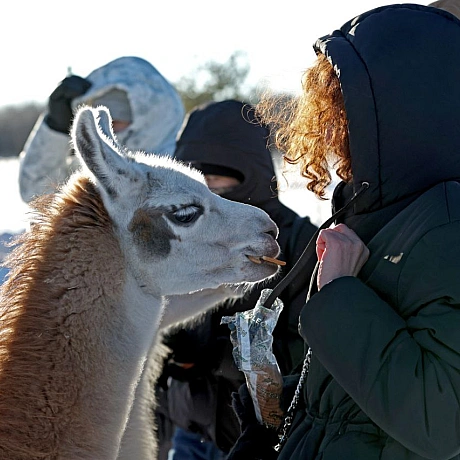 Мешканці Анд в умовах української зимиНизькі температури для лам є природною нормою, оскільки вони походять з високогір’я Анд.... - Репортер інформує on we.ua