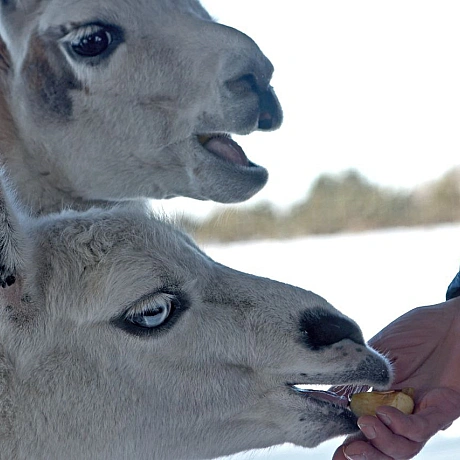 Мешканці Анд в умовах української зимиНизькі температури для лам є природною нормою, оскільки вони походять з високогір’я Анд.... - Репортер інформує on we.ua