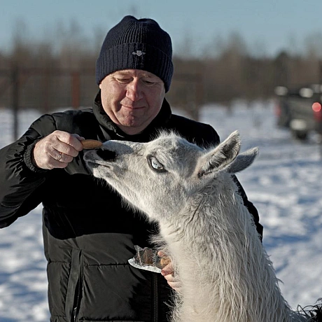 Мешканці Анд в умовах української зимиНизькі температури для лам є природною нормою, оскільки вони походять з високогір’я Анд.... - Репортер інформує on we.ua