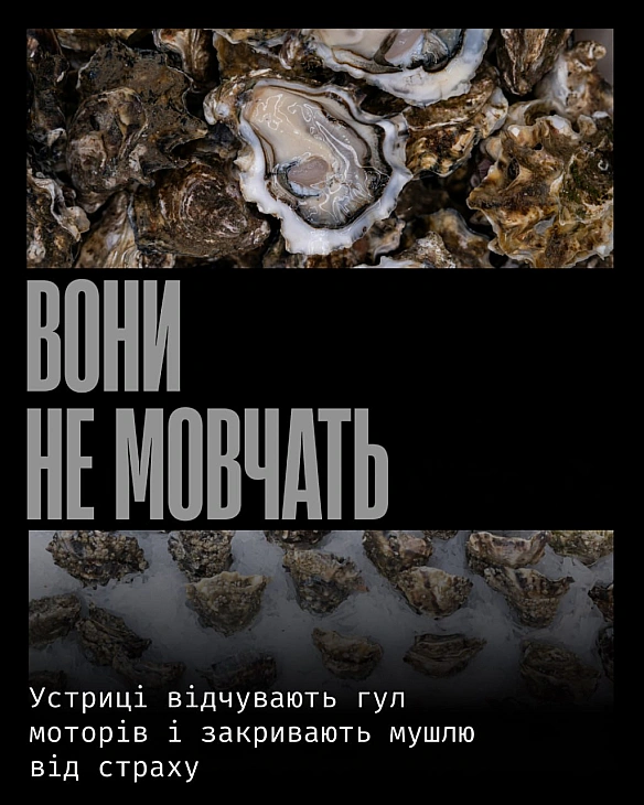 У природі устриці реагують на середовище значно тонше, ніж заведено вважати. Вони відчувають вібрації у воді, зокрема гул мото... - Кожна тварина на we.ua
