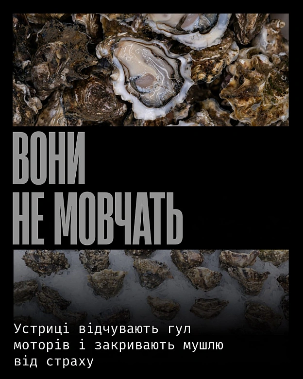 У природі устриці реагують на середовище значно тонше, ніж заведено вважати. Вони відчувають вібрації у воді, зокрема гул мото... - Кожна тварина on we.ua