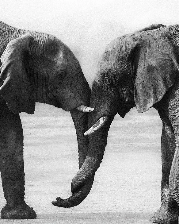 Ми хочемо зібрати історії про момент, коли змінилося ваше сприйняття тварин. Коли ви почали ставити себе на їхнє місце, чи нам... - Кожна тварина on we.ua