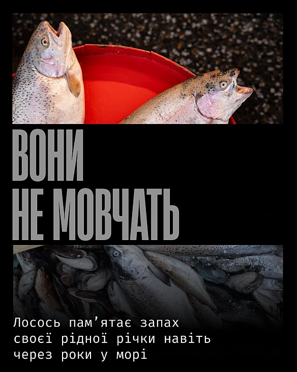 У природі лосось долає тисячі кілометрів, щоб повернутися туди, де народився. Він пам’ятає запах своєї рідної річки навіть після... - Кожна тварина on we.ua