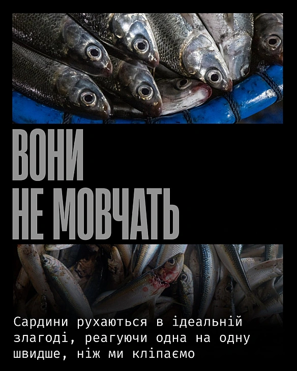 У відкритому морі вони рухаються як одне тіло.Тисячі окремих істот, що миттєво зчитують сигнали одна одної й змінюють напрям ра... - Кожна тварина on we.ua