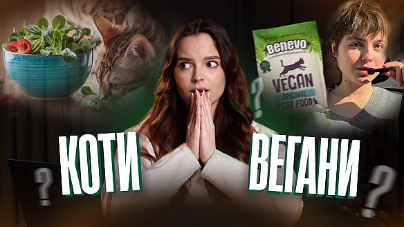 Чи можуть коти бути веганами — і що про це говорить наука?Це питання часто викликає гучні суперечки. У відео розбираємо тему с... - Кожна тварина on we.ua